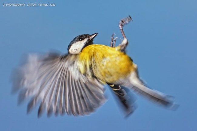 Різдвяні синички в об'єктиві волинського фотографа