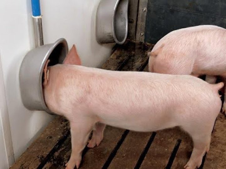 Види та особливості годівниць для поросят