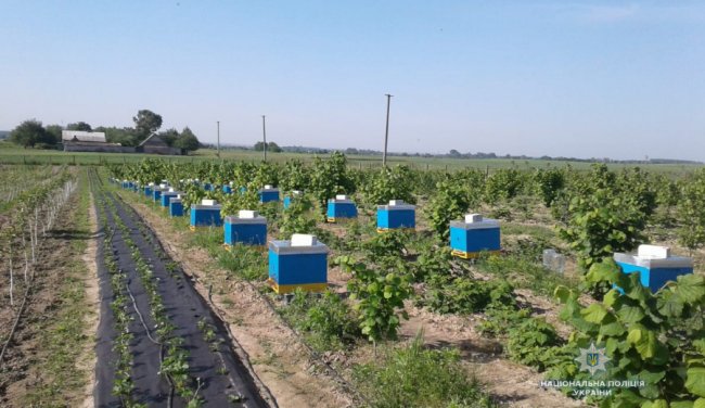 Поліція розслідує загибель 400 сімей бджіл у районі на Волині