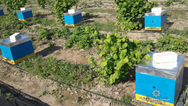 Поліція розслідує загибель 400 сімей бджіл у районі на Волині