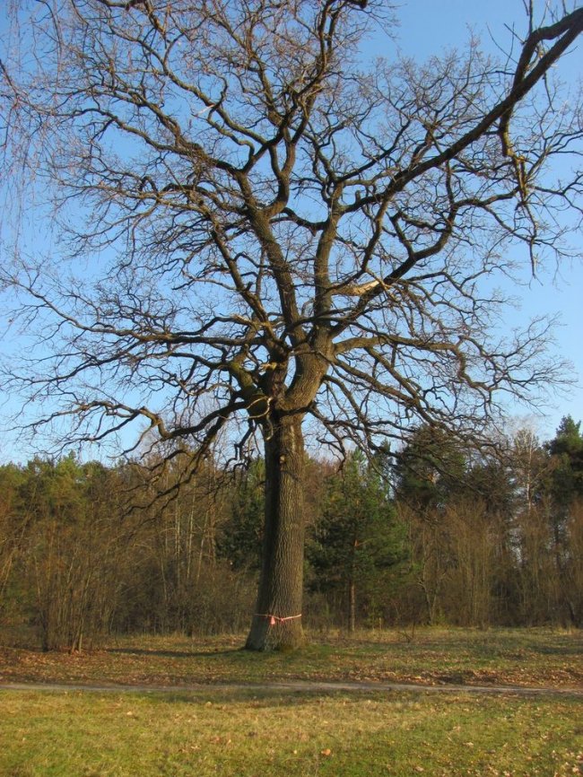 Металевим хрестиком на Волині врятували 390-річне дерево