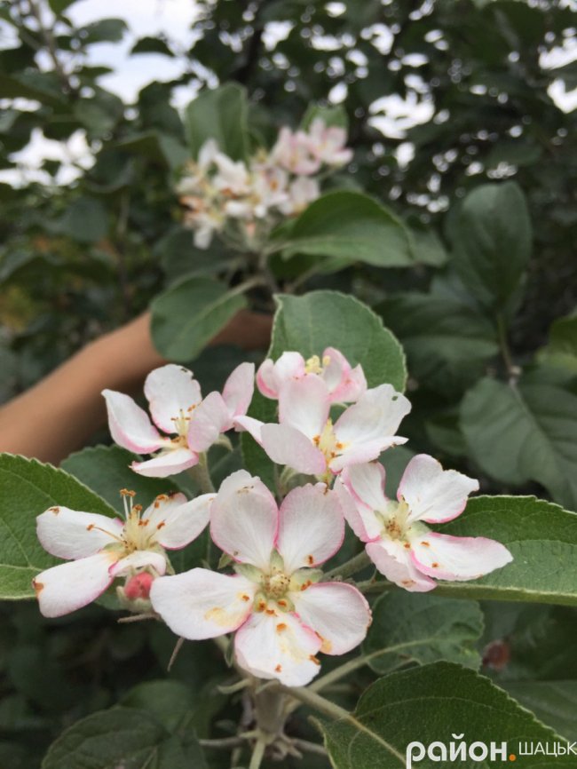 У волинянки вдруге за літо вродила яблуня. ФОТО