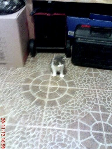 У Луцьку безплатно віддають котиків і цуциків. ФОТО