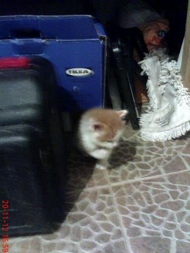 У Луцьку безплатно віддають котиків і цуциків. ФОТО