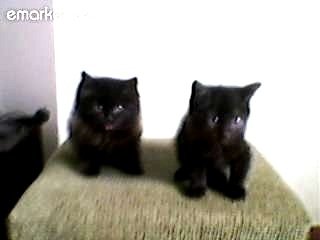 У Луцьку безплатно віддають котиків і цуциків. ФОТО