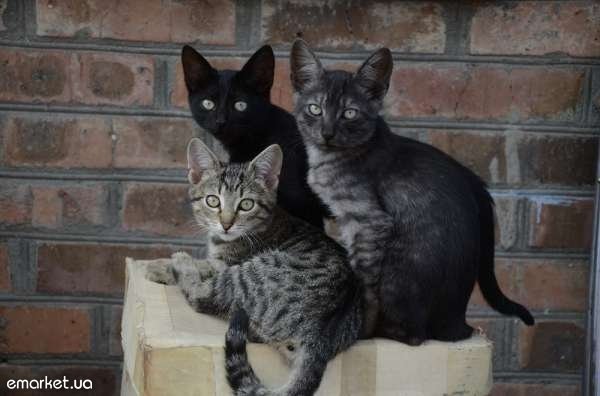 У Луцьку безплатно віддають котиків і цуциків. ФОТО