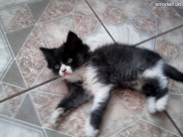 У Луцьку безплатно віддають котиків і цуциків. ФОТО