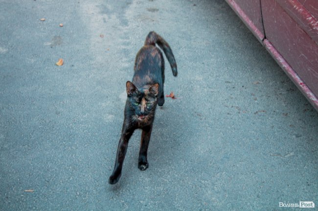 Там, де розвертаються тролейбуси: як живе 40-ий мікрорайон Луцька