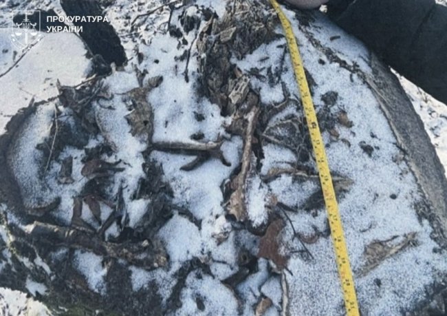 На Волині у нацпарку -  незаконна рубка дерев на мільйони: судитимуть майстра лісу