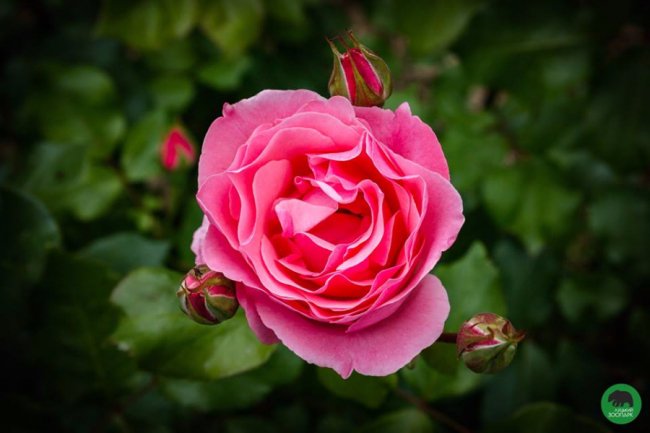 Квіти Луцького зоопарку: 37 дивовижних фото