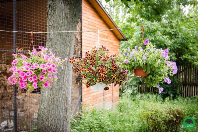 Квіти Луцького зоопарку: 37 дивовижних фото
