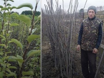 Волинянин взявся за вирощування нових сортів яблунь і груш 