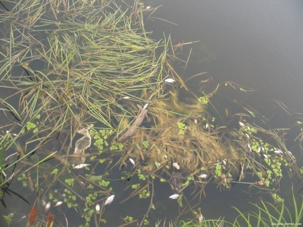 У Ковелі масово дохне риба. ФОТО