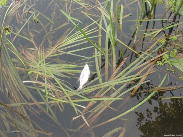 У Ковелі масово дохне риба. ФОТО