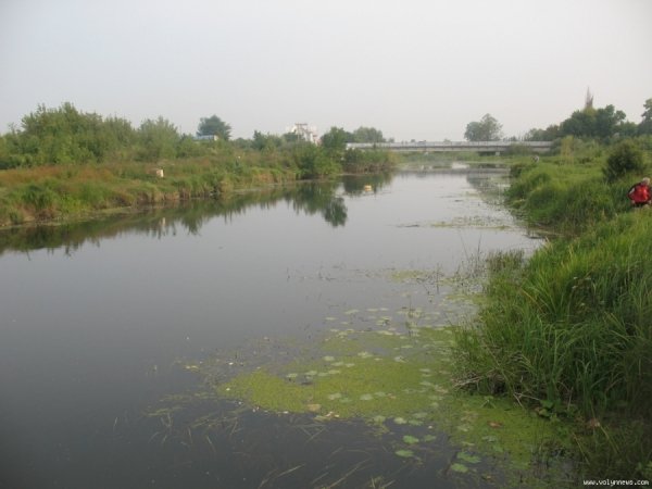 У Ковелі масово дохне риба. ФОТО