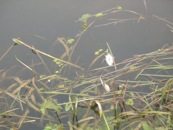 У Ковелі масово дохне риба. ФОТО