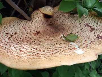 На Волині знайшли гриба-«гіганта». ФОТО