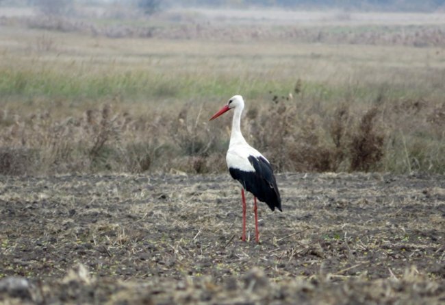 Волинський фотограф упіймав «осіннього мігранта»