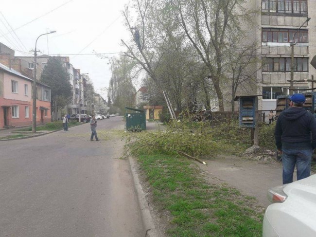 У Луцьку муніципали «спіймали» людей, які незаконно обрізали дерева 