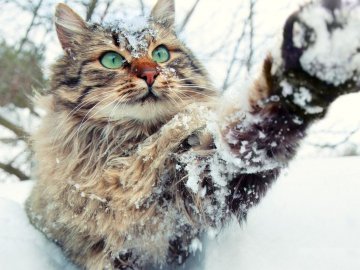 Погода у Луцьку та Волинській області на завтра, 1 лютого