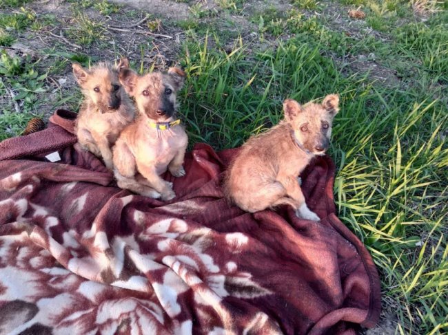 Всесвітній день домашніх тварин: волиняни показали фото і розповіли зворушливі історії своїх улюбленців