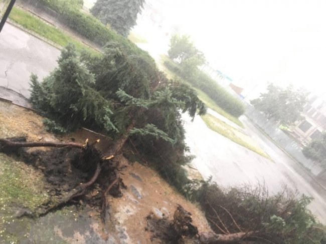У Луцьку буревій повалив дерева. ФОТО