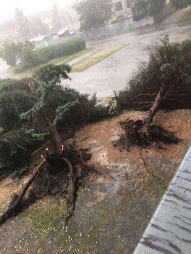 У Луцьку буревій повалив дерева. ФОТО