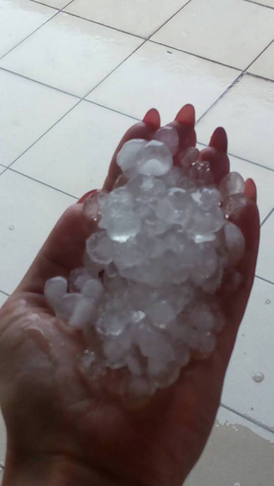 У Луцьку буревій повалив дерева. ФОТО