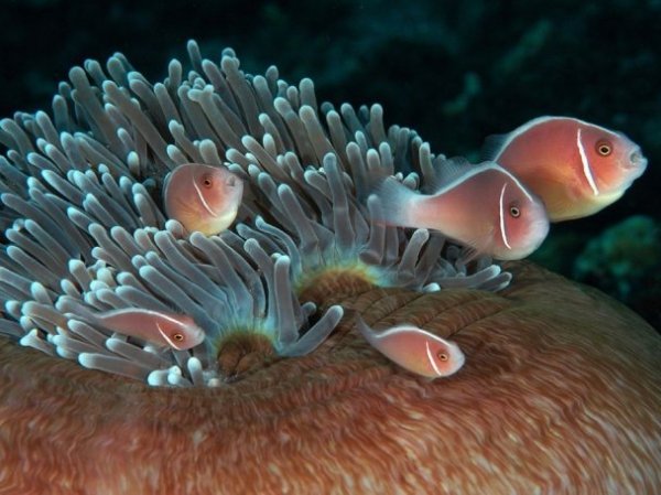 Найкращі фото місяця від National Geographic