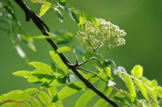 Волинський фотограф «упіймав» грайливу пташку