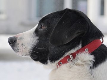 Розповіли про луцького пса Біма із сердечком