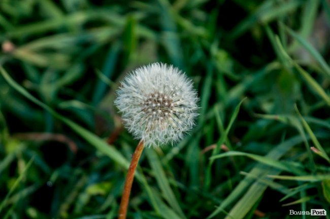 Осінь у Луцьку в деталях: макрозйомка. ФОТО