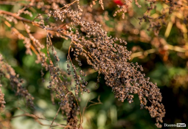 Осінь у Луцьку в деталях: макрозйомка. ФОТО
