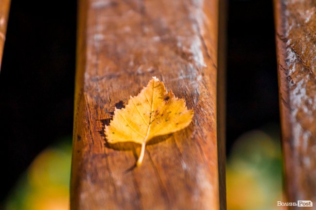 Осінь у Луцьку в деталях: макрозйомка. ФОТО