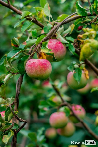 Соковиті й налиті сонцем дарунки осені: що вродило в садах і на городах лучан. ФОТО