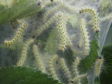 На Волині шириться небезпечний шкідник, людей закликають оглянути свої сади