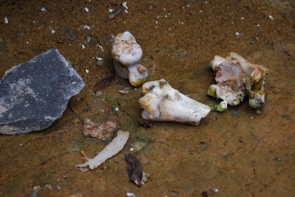 «Трофеї» луцьких фонтанів. ФОТО