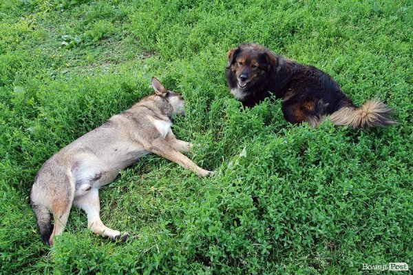 Луцьк відгуляв День молоді. ФОТО