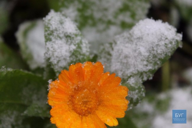 Мокрий і лапатий: на Волині - сніг. ФОТО