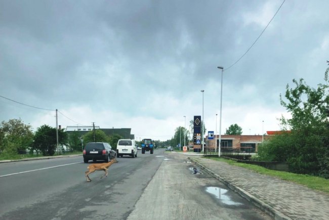 «Гуляла» біля ресторану: на Волині серед міста побачили дику косулю