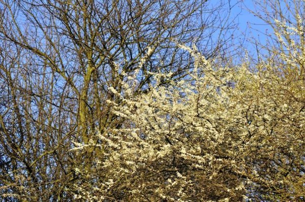 Луцьк цвіте та пахне. ФОТО