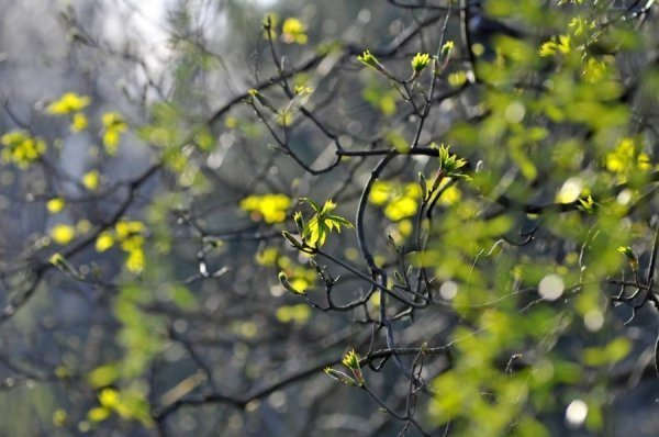 Луцьк цвіте та пахне. ФОТО