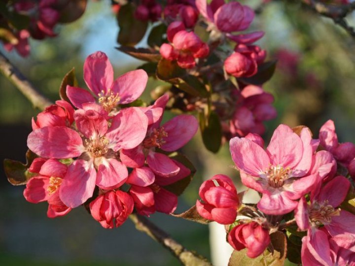 На Волині від квітневих холодів померзли фруктові дерева. ВІДЕО