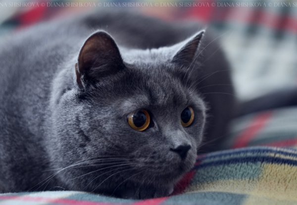 Фотовиставка Діани Шишкової-Морозюк