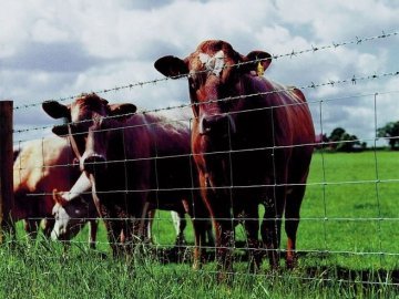 Волинських корів випасатимуть електричні пастухи