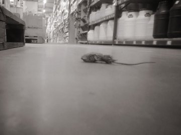 У луцькому гіпермаркеті знайшли здохлу мишу