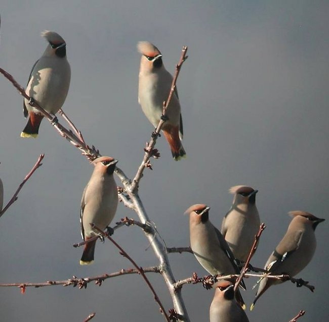 У нацпарку на Волині – пташиний рекорд