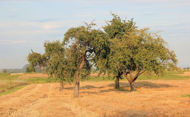 Мальовнича та неповторна природа волинського села. ФОТО