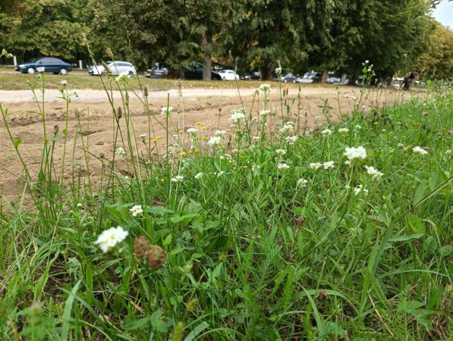 У Луцьку волонтери засіяли польовими травами ділянку поблизу скверу. ВІДЕО