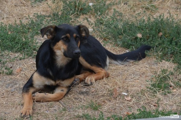 Фотопогляд: Луцьк вздовж колії